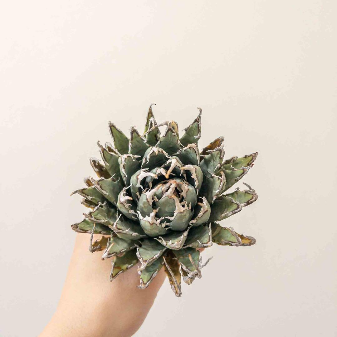 31 ユタエンシス エボリスピナ 現地株 ベアルート 陽炎 アガベ