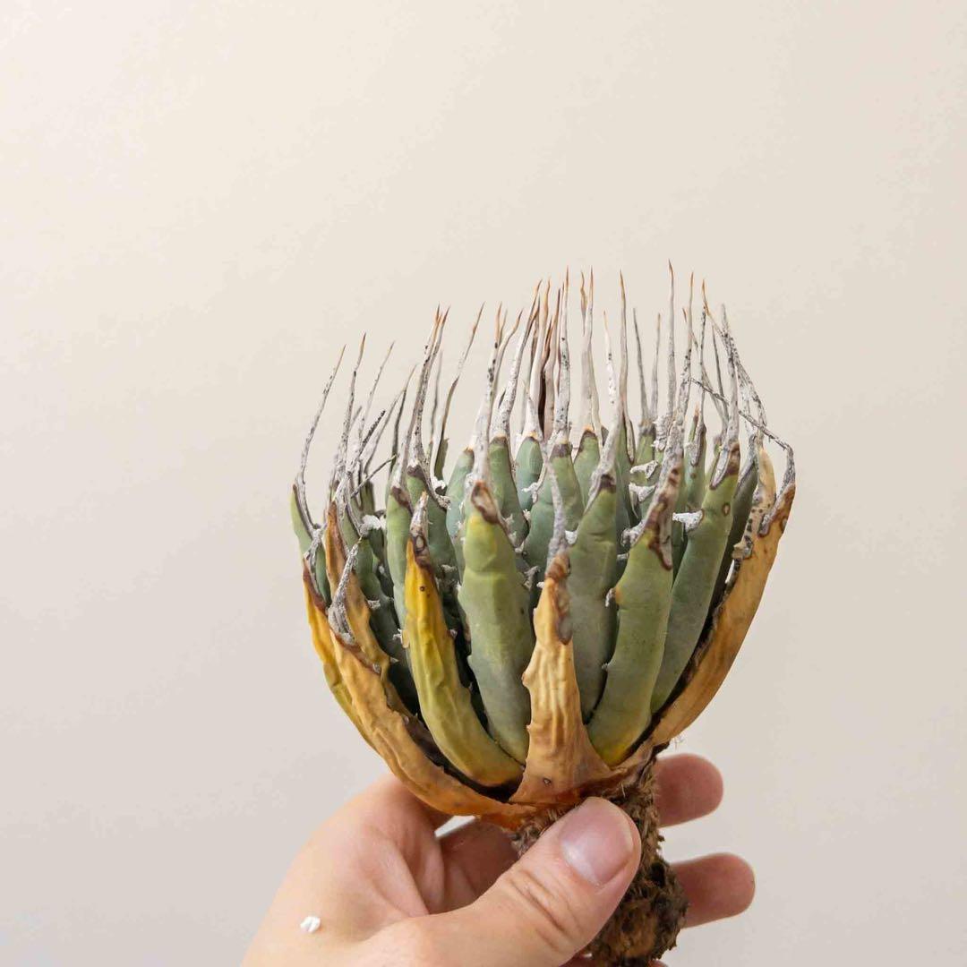 31 ユタエンシス エボリスピナ 現地株 ベアルート 陽炎 アガベ