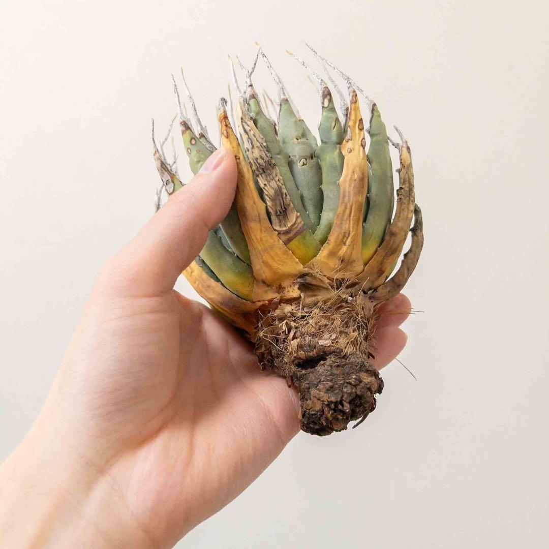 31 ユタエンシス エボリスピナ 現地株 ベアルート 陽炎 アガベ