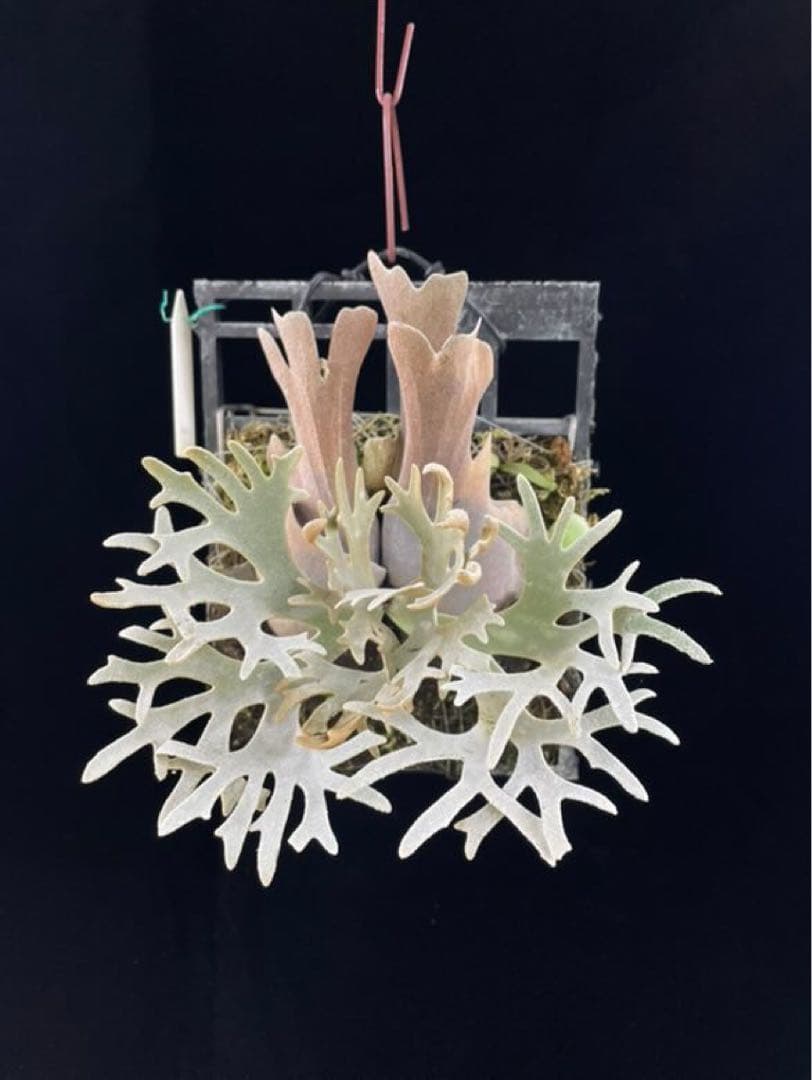 ビカクシダ　\"EXP\"(yellow moon dwarf spore)胞子