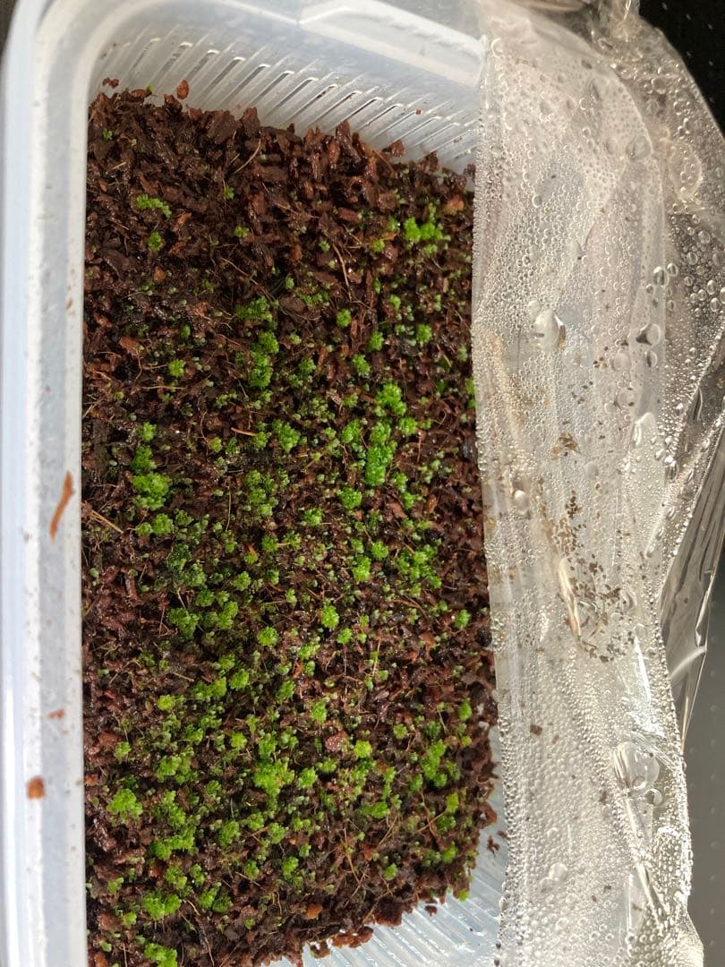 ビカクシダ　\"EXP\"(yellow moon dwarf spore)胞子