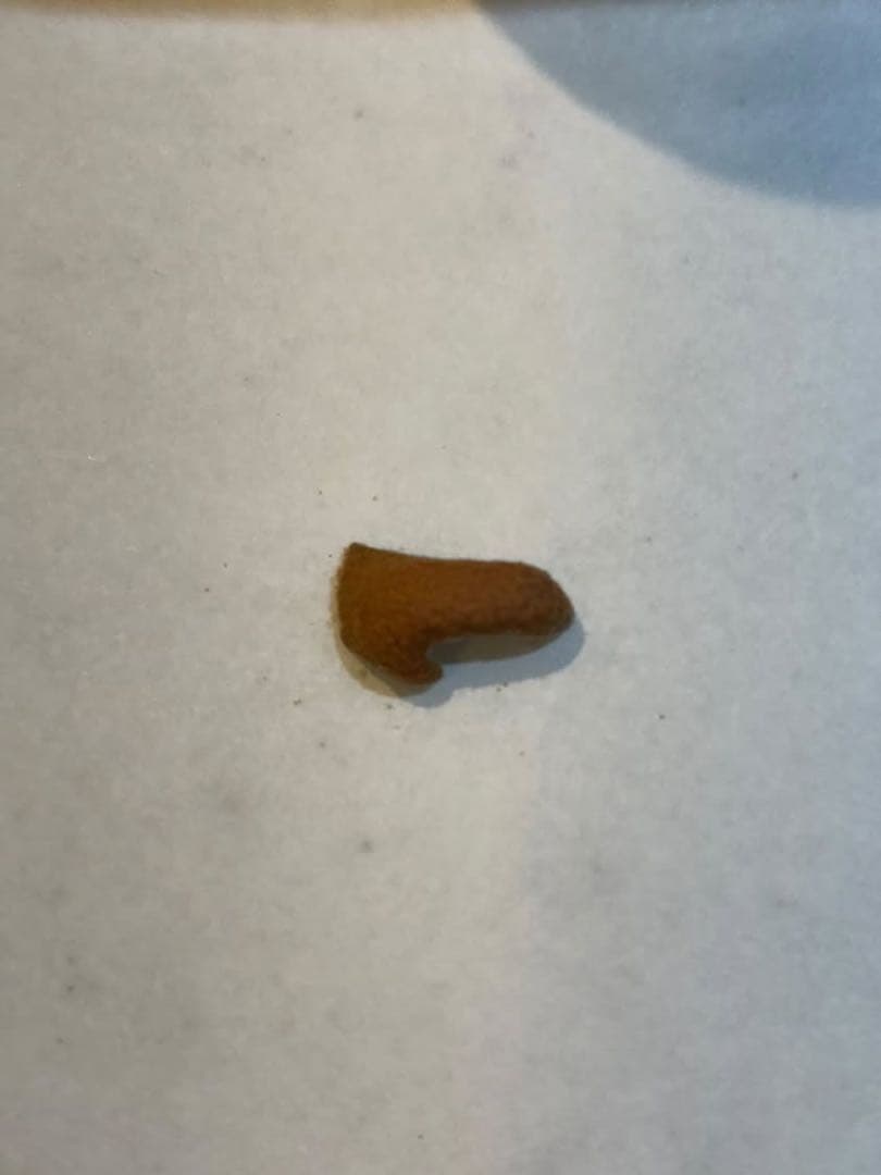 ビカクシダ　\"EXP\"(yellow moon dwarf spore)胞子