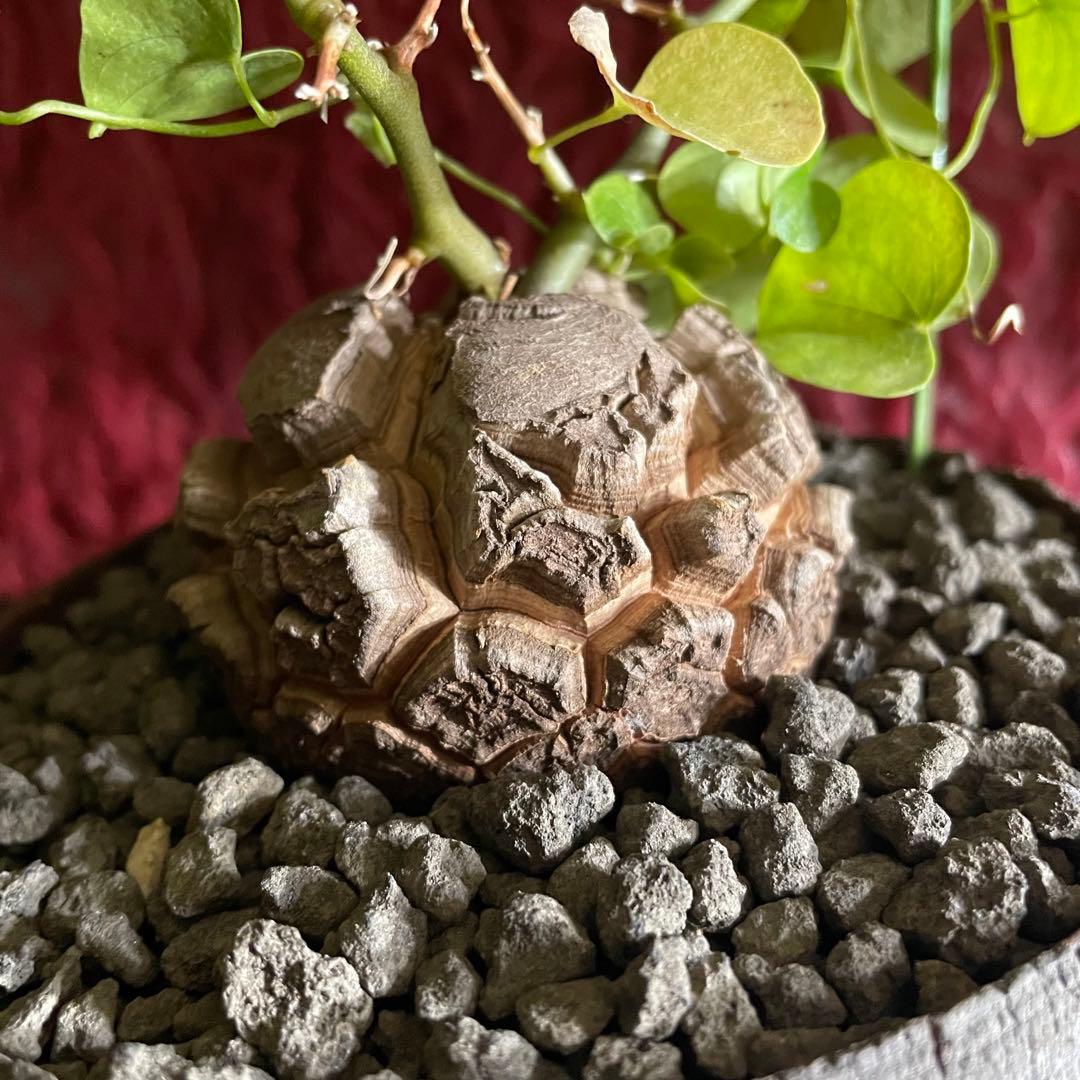 アフリカ亀甲竜 / ディオスコレア 塊根 コーデックス 多肉 冬型