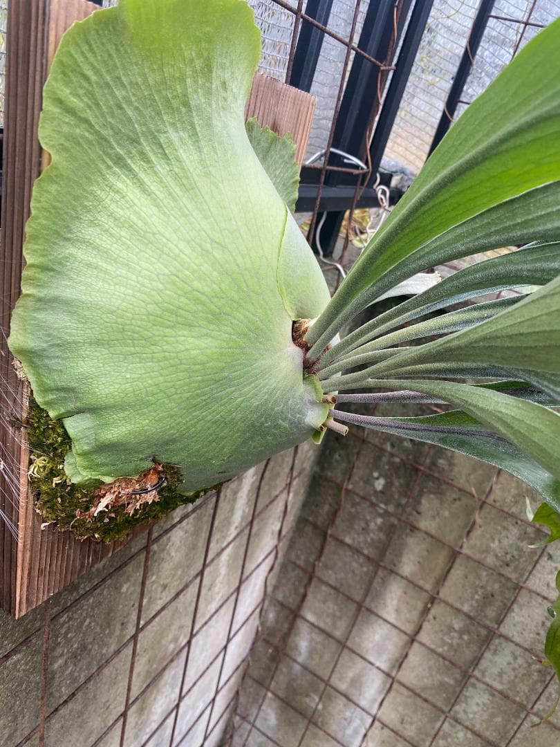 ぐ*う様 マウントルイス 胞子培養株 特大サイズ 個人選抜 | 激安通販の