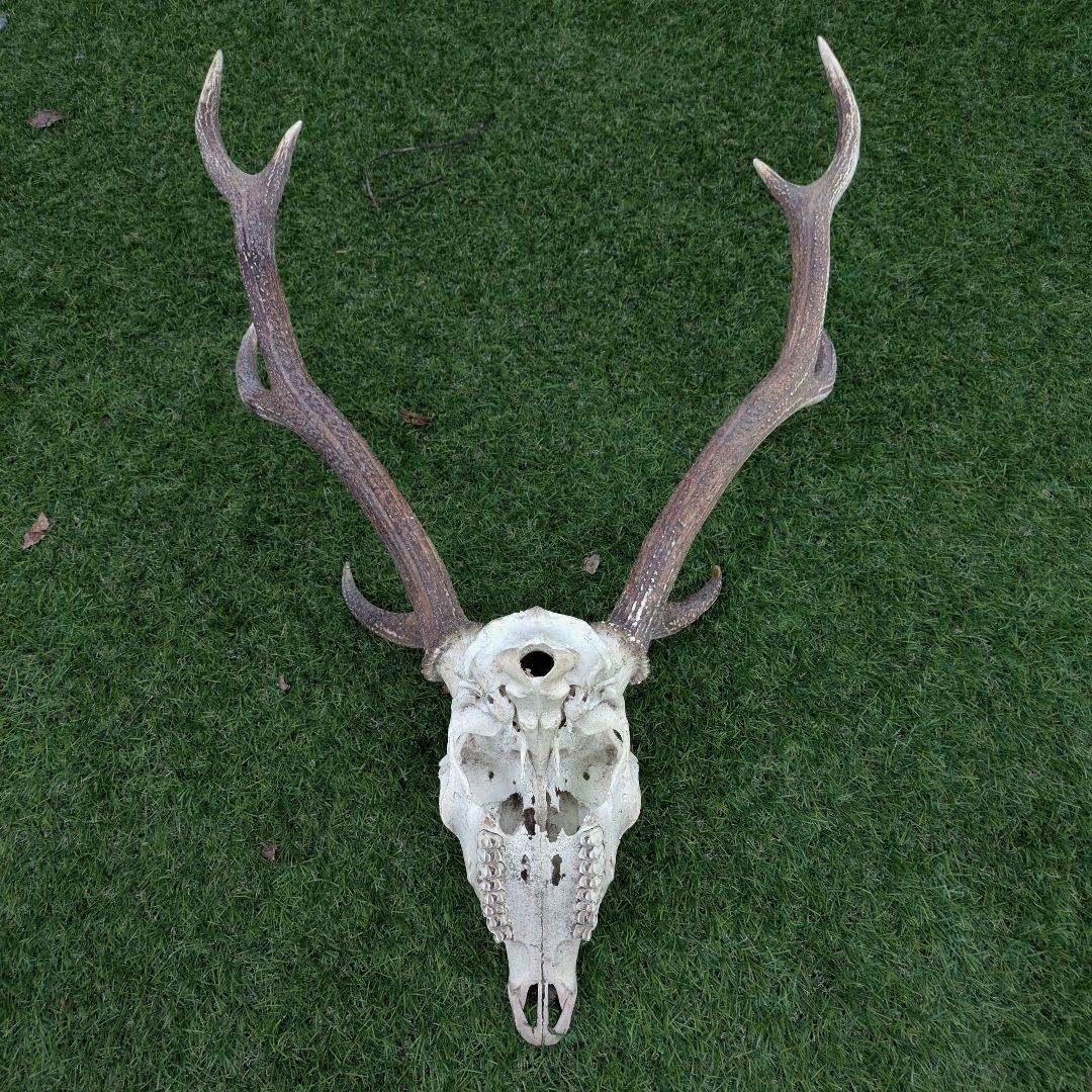 鹿の頭骨 角付き 大きめ　ニホンジカ