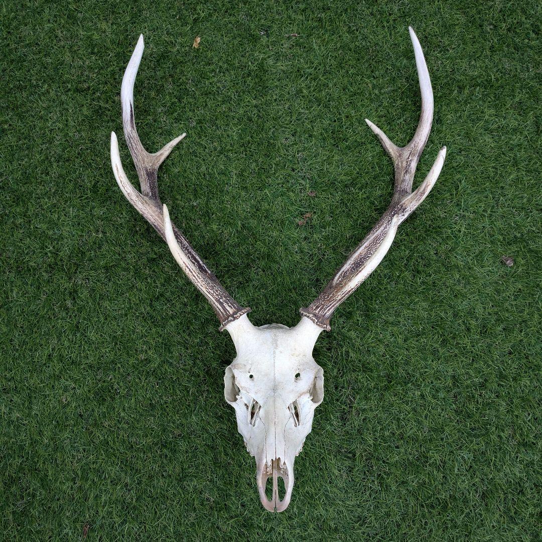 鹿の頭骨 角付き 大きめ　ニホンジカ