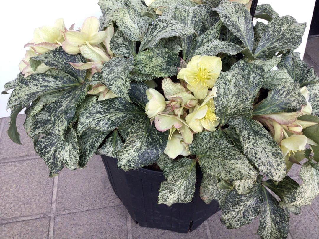 ① お値下げ品‼︎ 斑入りの葉が美しい5年物のクリスマスローズ・スノーフィーバー