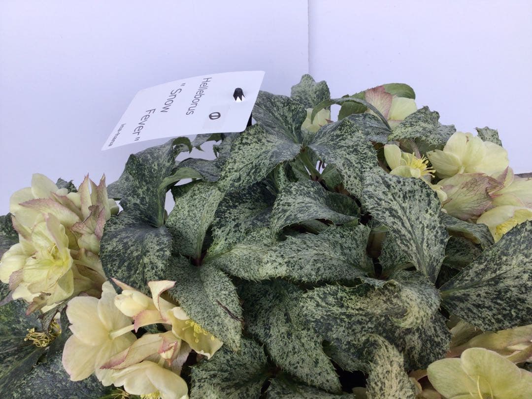 ① お値下げ品‼︎ 斑入りの葉が美しい5年物のクリスマスローズ・スノーフィーバー