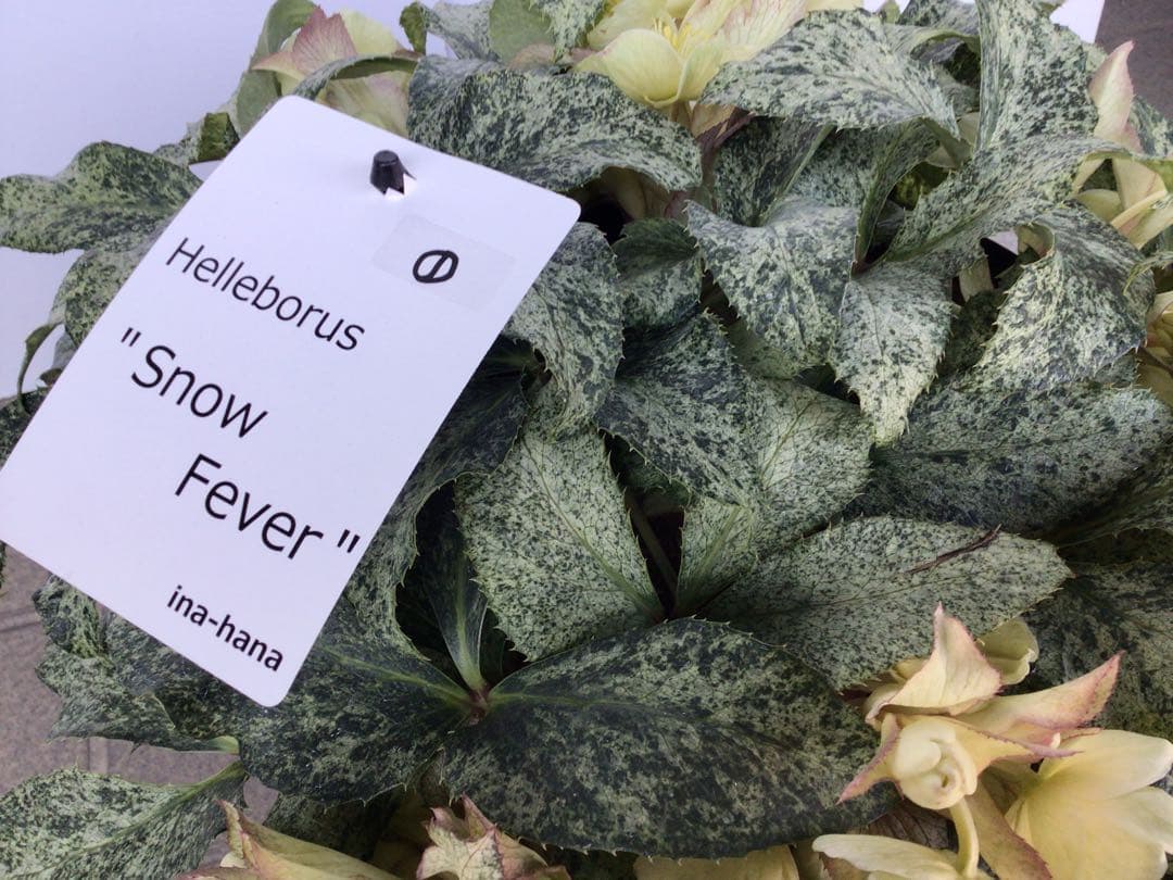 ① お値下げ品‼︎ 斑入りの葉が美しい5年物のクリスマスローズ・スノーフィーバー