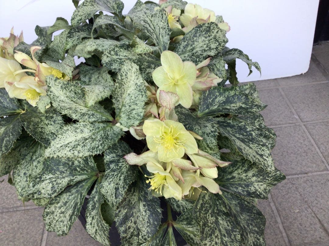 ① お値下げ品‼︎ 斑入りの葉が美しい5年物のクリスマスローズ・スノーフィーバー