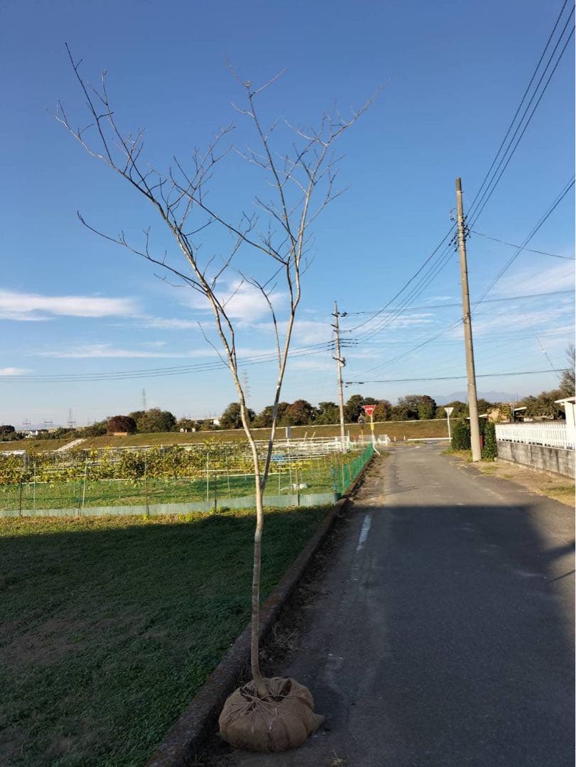 山採り アオダモ 単木