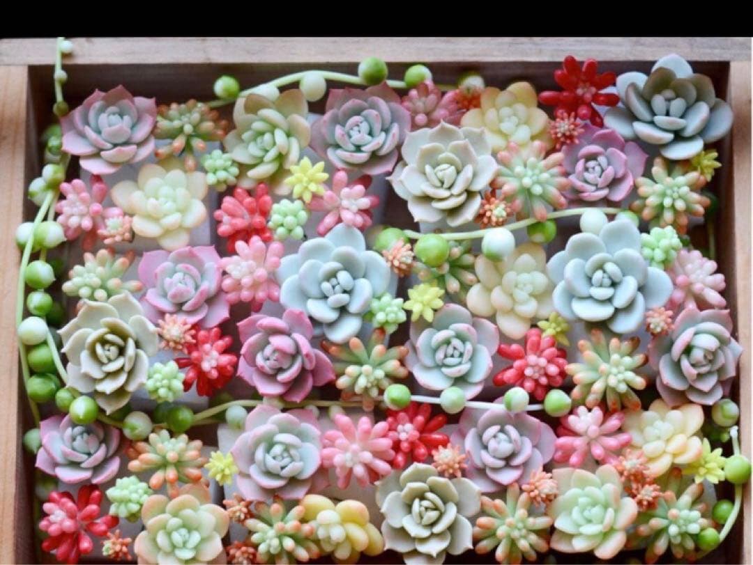 フェイク　多肉植物