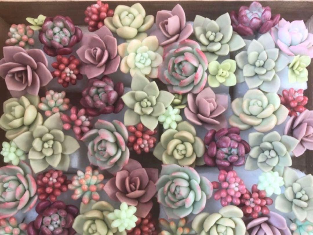 フェイク　多肉植物