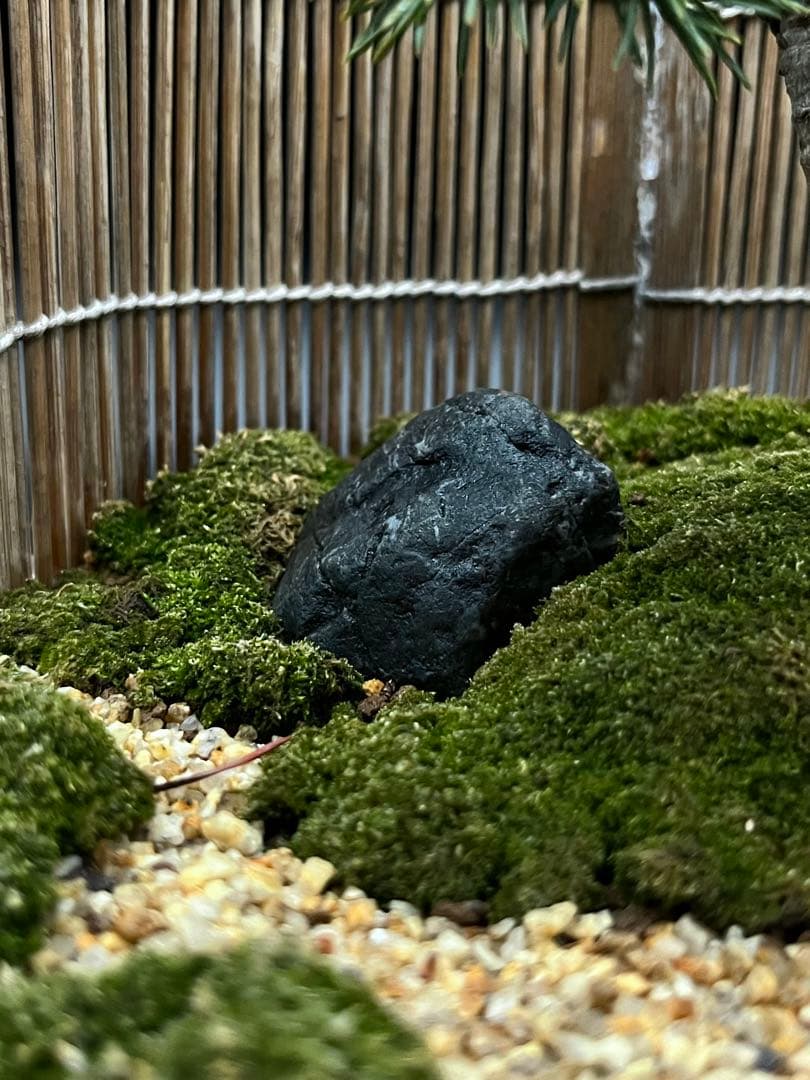 吾妻五葉松の庭（鉢が強風で落下して割れたのを接着剤で補修したので値下げします。）