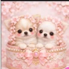 ☆受付☆チワワ No.A