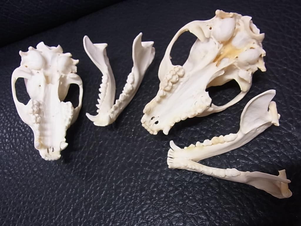 高品質！アメリカ産　アライグマ（ラクーン）頭骨（大）
