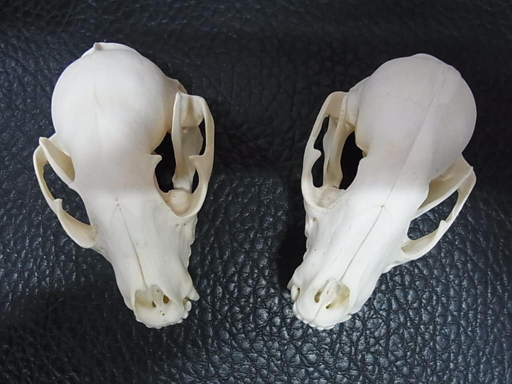 高品質！アメリカ産　アライグマ（ラクーン）頭骨（大）