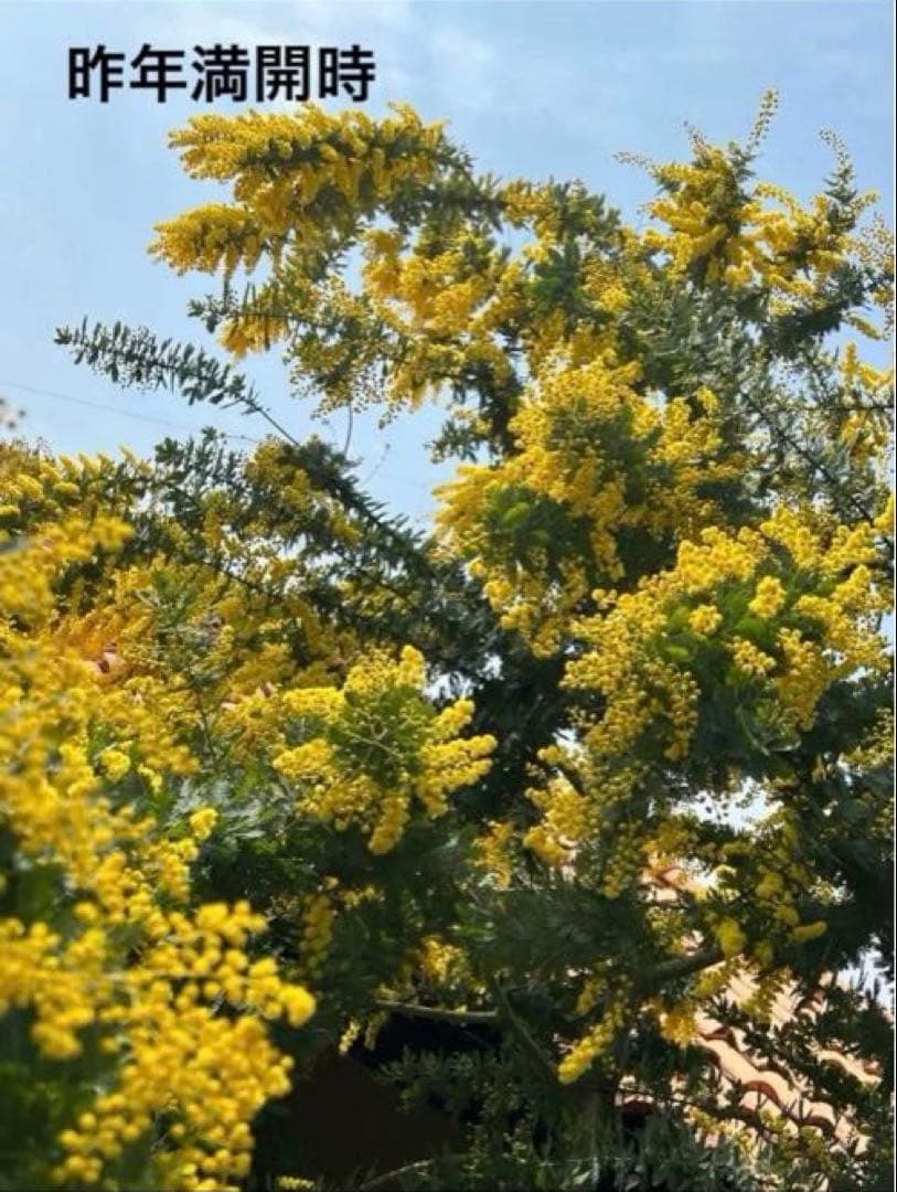 保水あり！フレッシュミモザ！100サイズ満タン！ - メルカリ