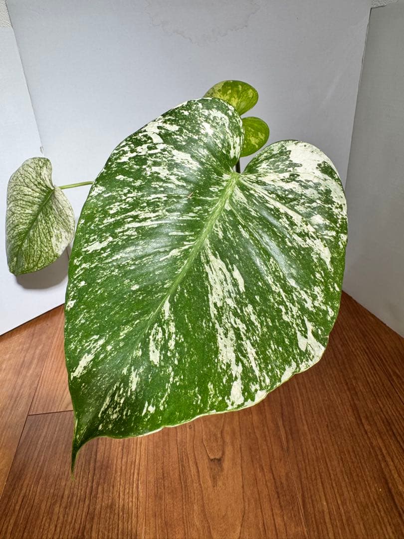 nicuchi様 リクエスト 2点 まとめ商品