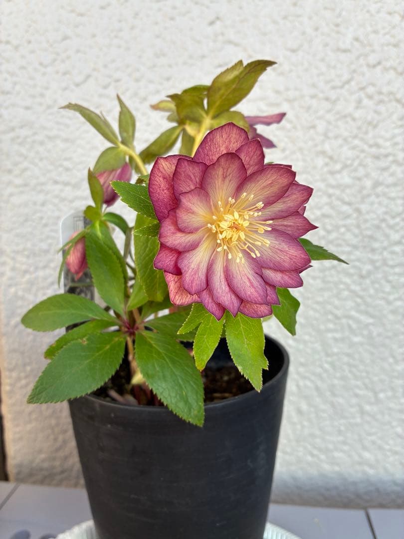 ♡広瀬園芸♡パープルオーレア　ピコティグラデーション