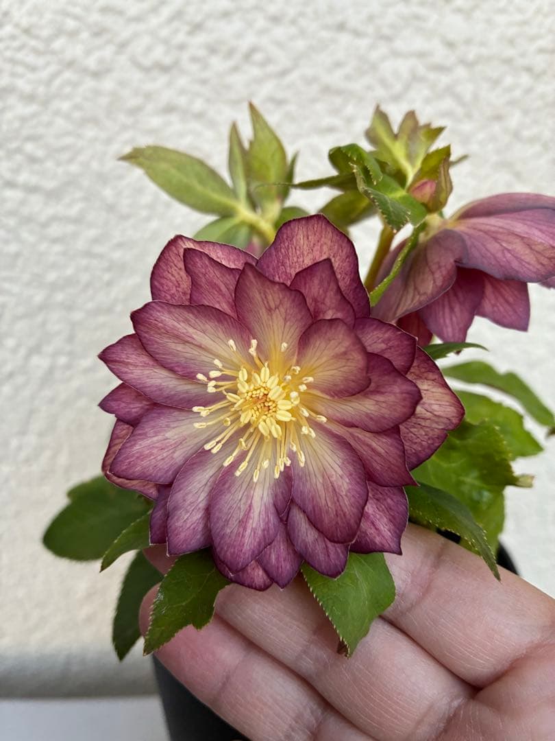 ♡広瀬園芸♡パープルオーレア　ピコティグラデーション