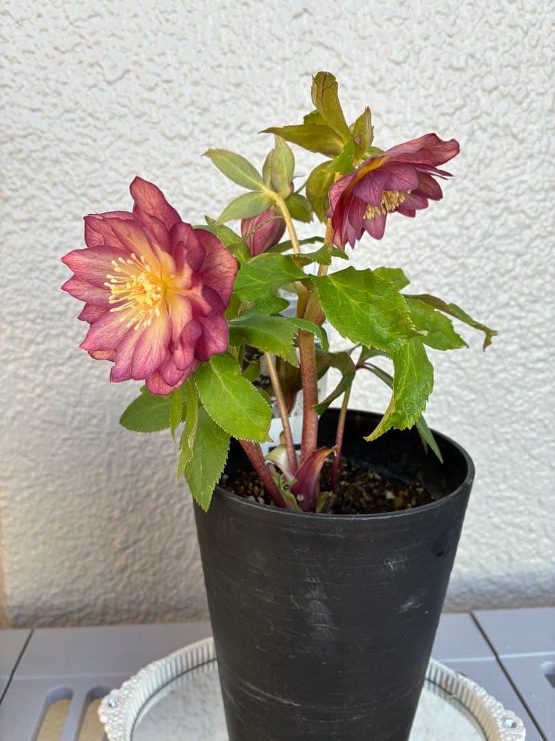 ♡広瀬園芸♡パープルオーレア　ピコティグラデーション