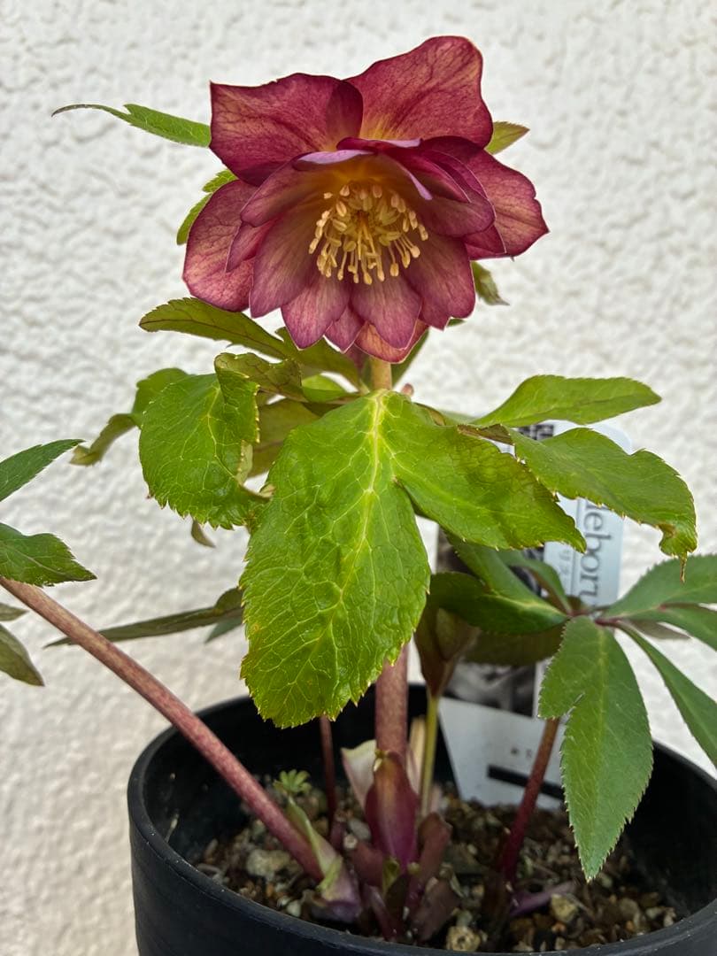 ♡広瀬園芸♡パープルオーレア　ピコティグラデーション