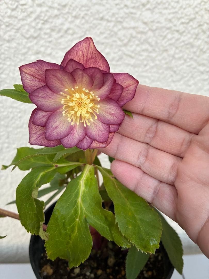 ♡広瀬園芸♡パープルオーレア　ピコティグラデーション