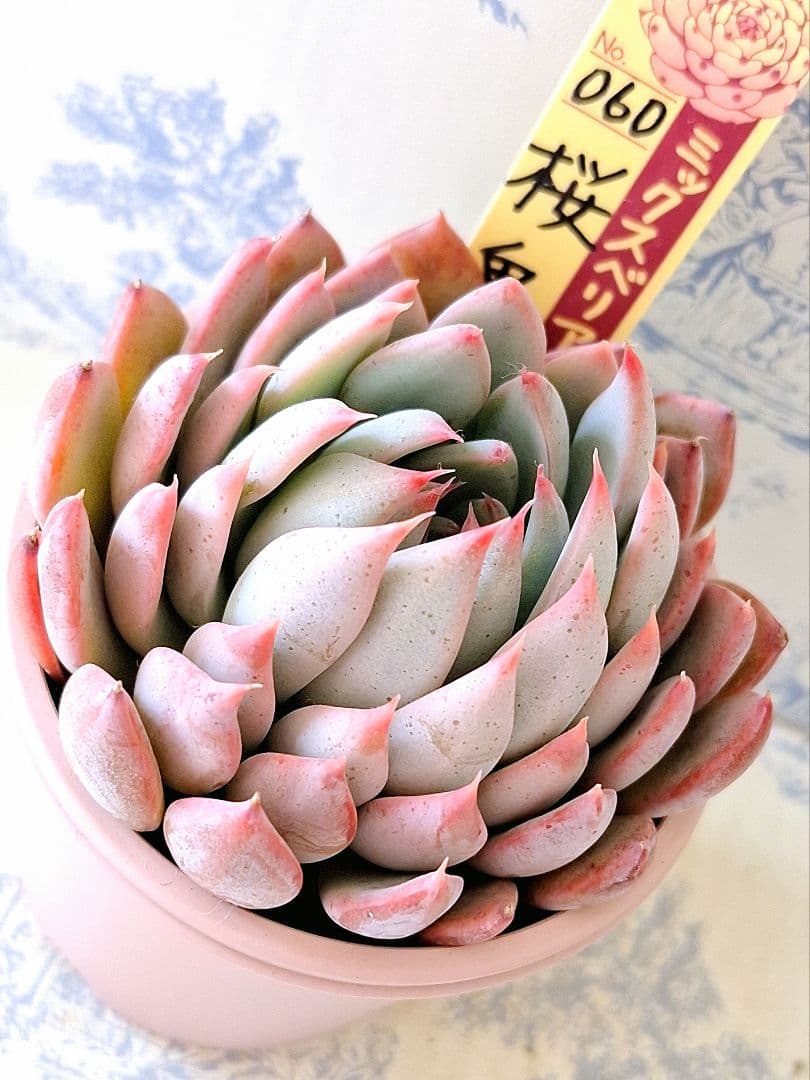 桜鬼 札付きポットごとメルカリ便おらいさん苗ミックスベリア - メルカリ