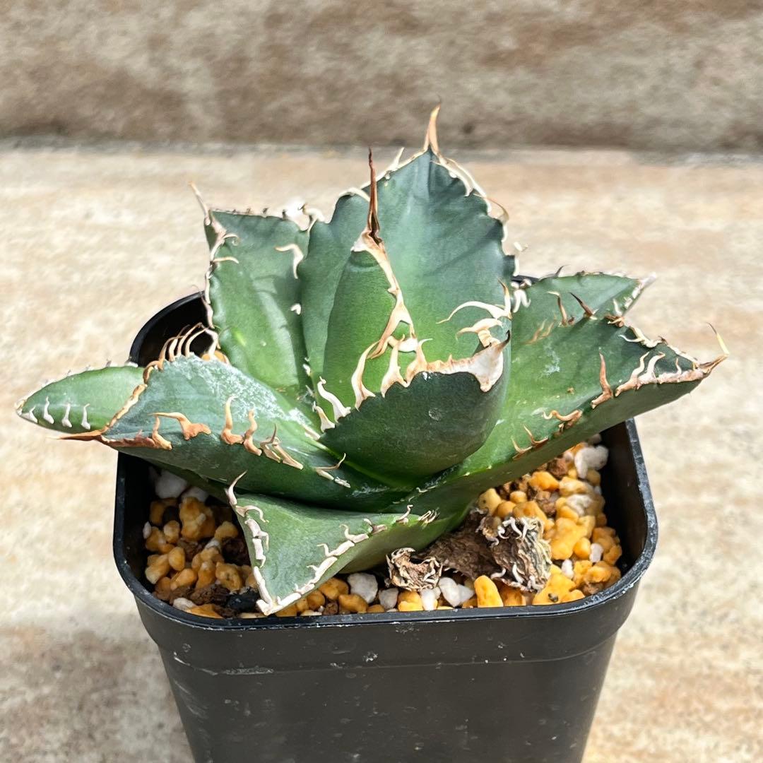 アガベ チタノタ 魔竜(魔龍) No.001 鉢、送料込 メルカリ便 - メルカリ