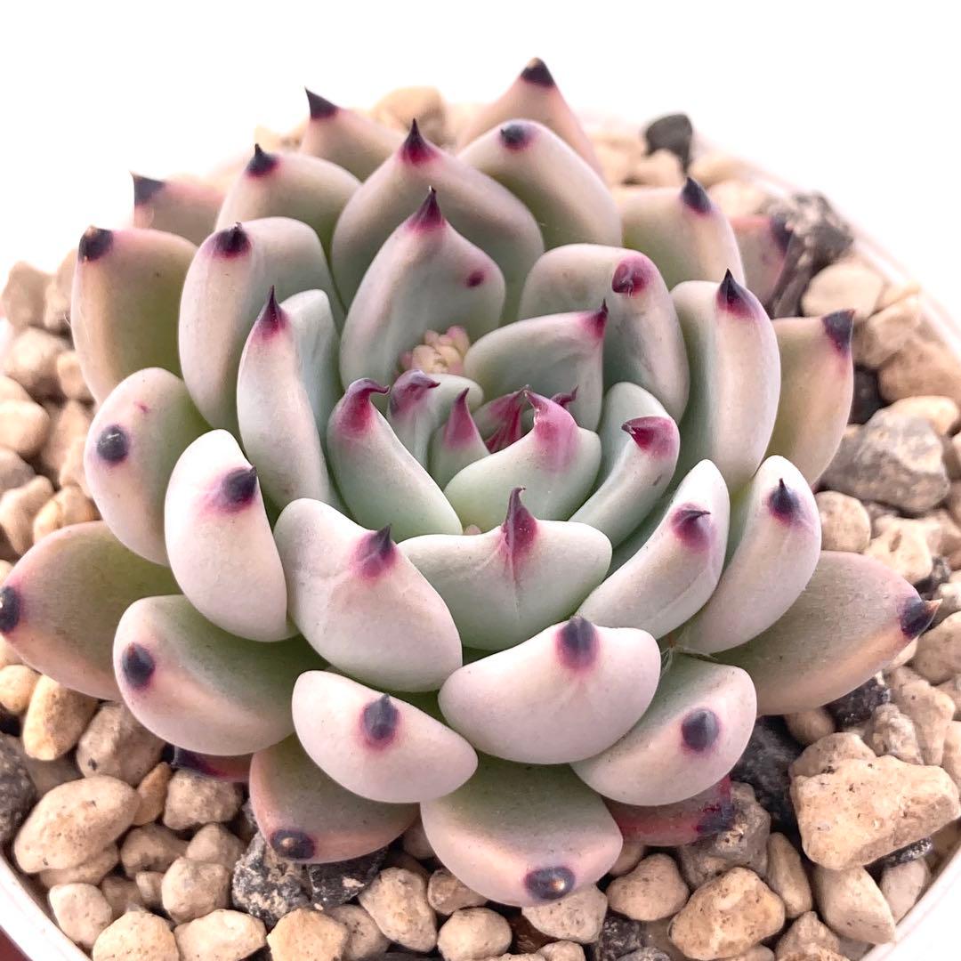 極上苗】青札 ざわわ×リンゼアナ 多肉植物 おらいさん 自家繁殖苗