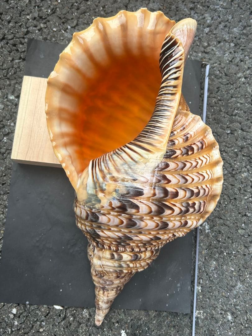 美品特大　39.8cm 法螺貝　蓋付