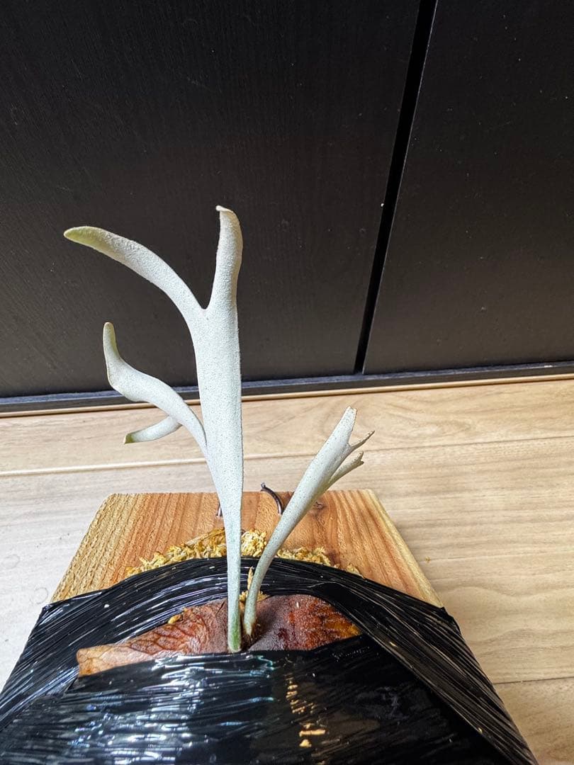 ビカクシダ　アルマダドワーフ　オリジナル　子株⑦