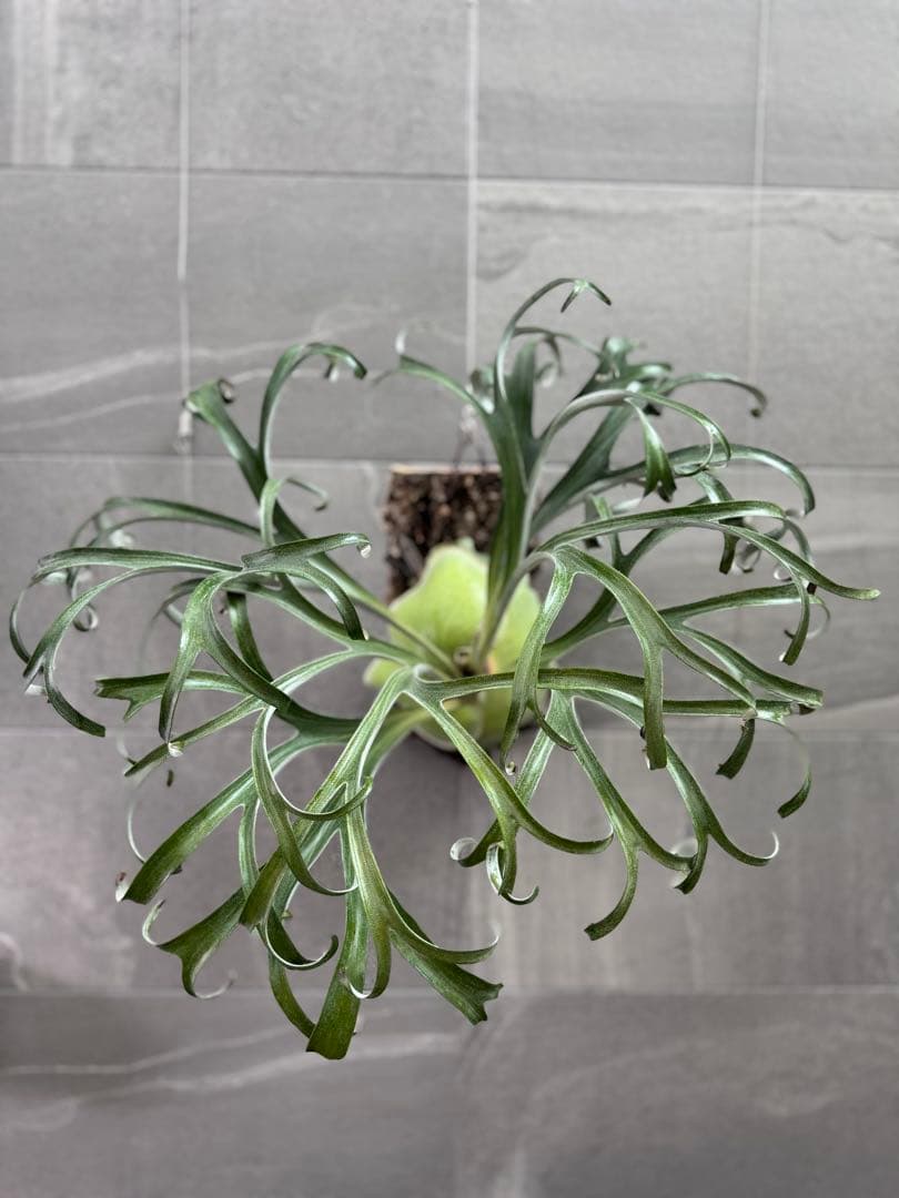 ビカクシダ　アルマダドワーフ　オリジナル　子株⑦