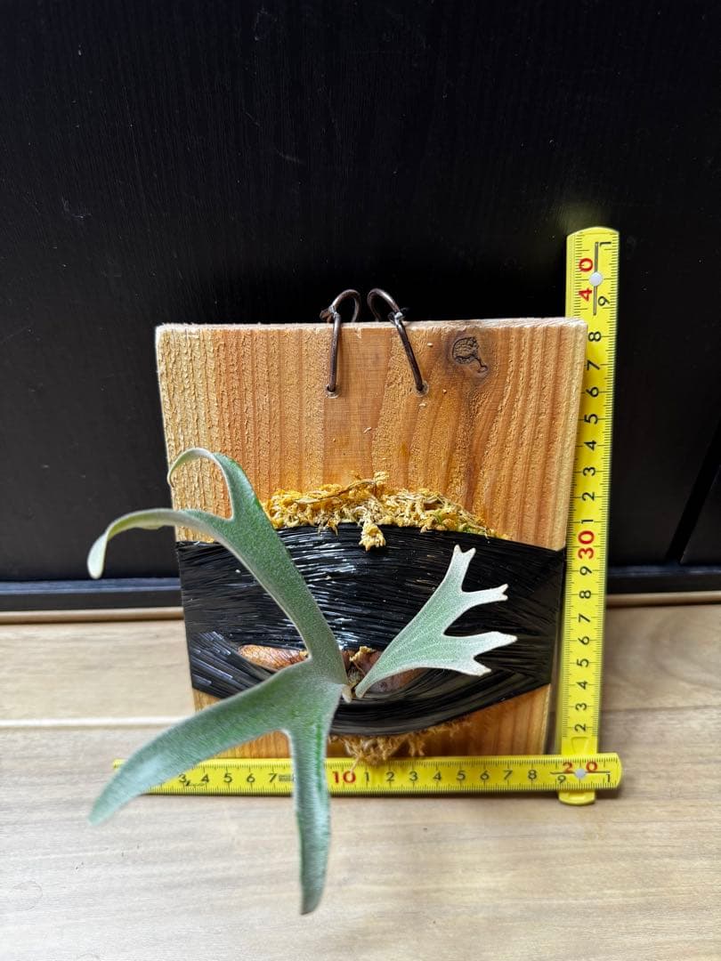 ビカクシダ　アルマダドワーフ　オリジナル　子株⑦