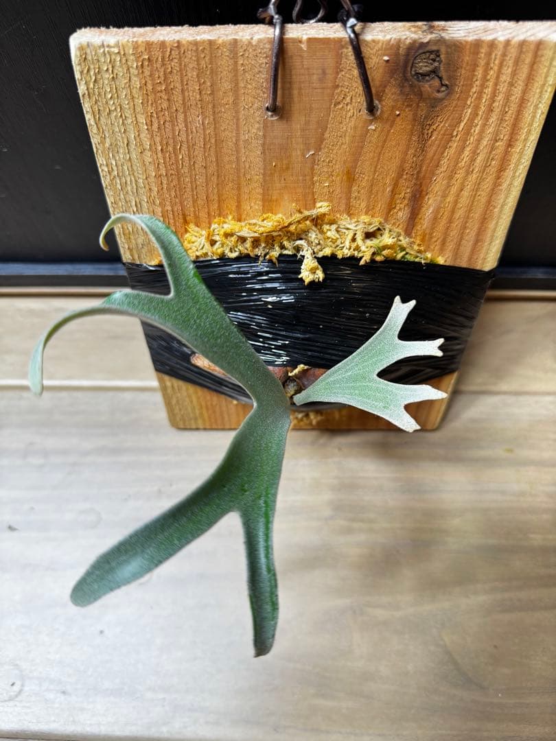 ビカクシダ　アルマダドワーフ　オリジナル　子株⑦