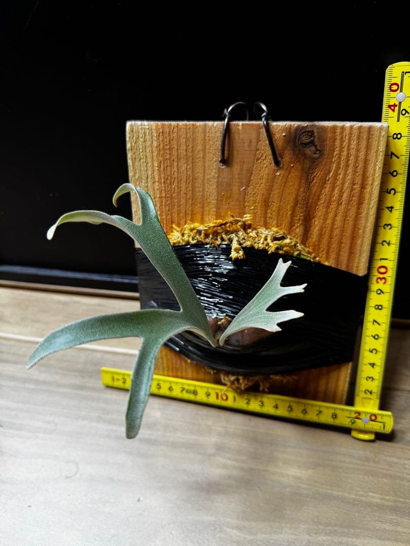 ビカクシダ　アルマダドワーフ　オリジナル　子株⑦