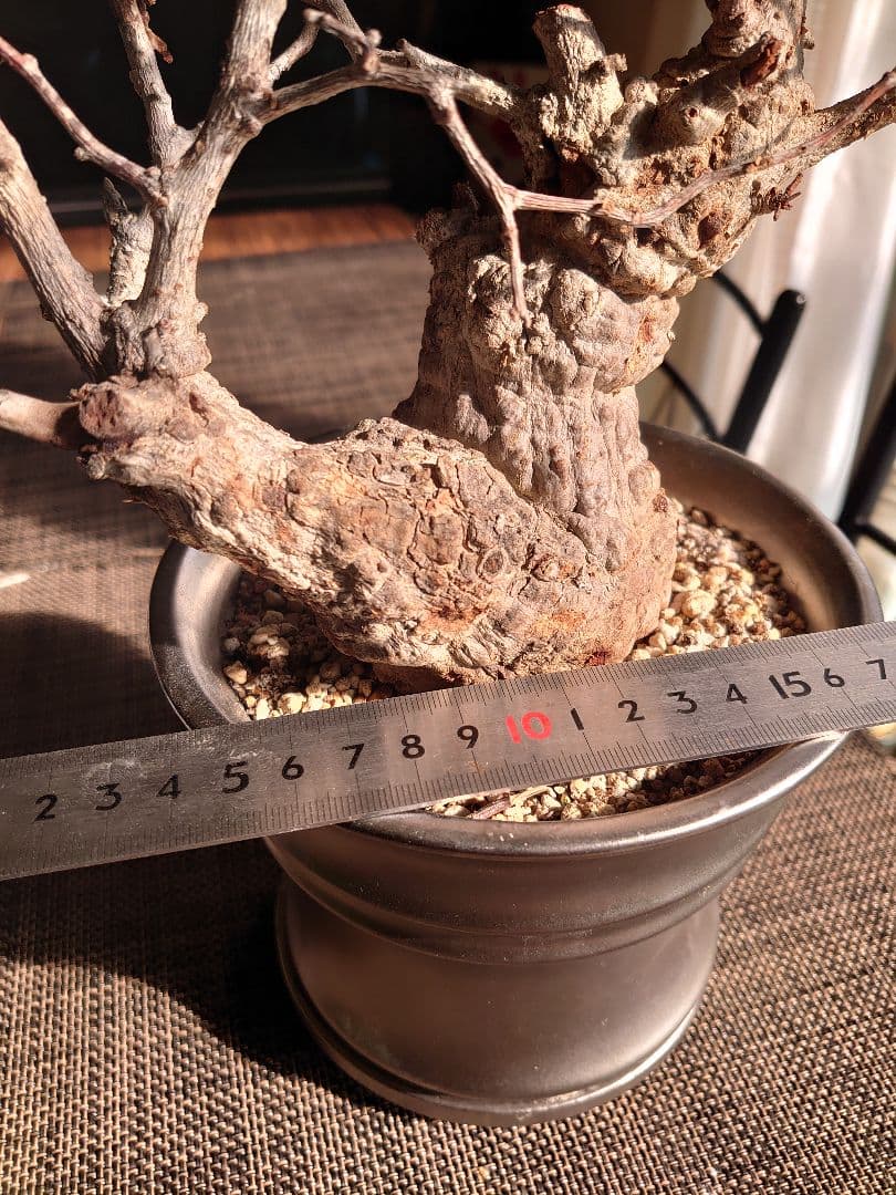 オペルクリカリア パキプス