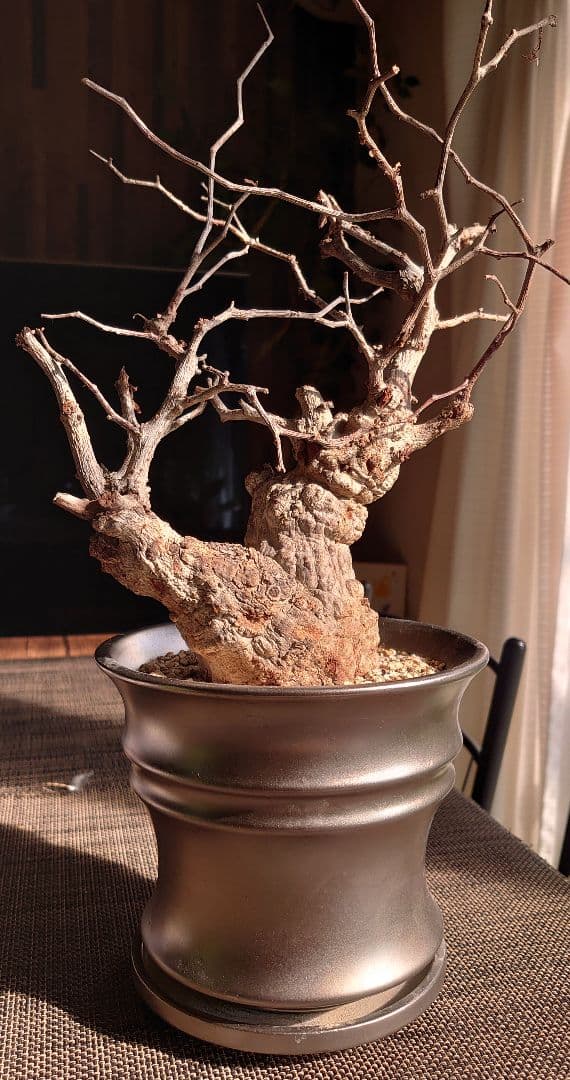 オペルクリカリア パキプス