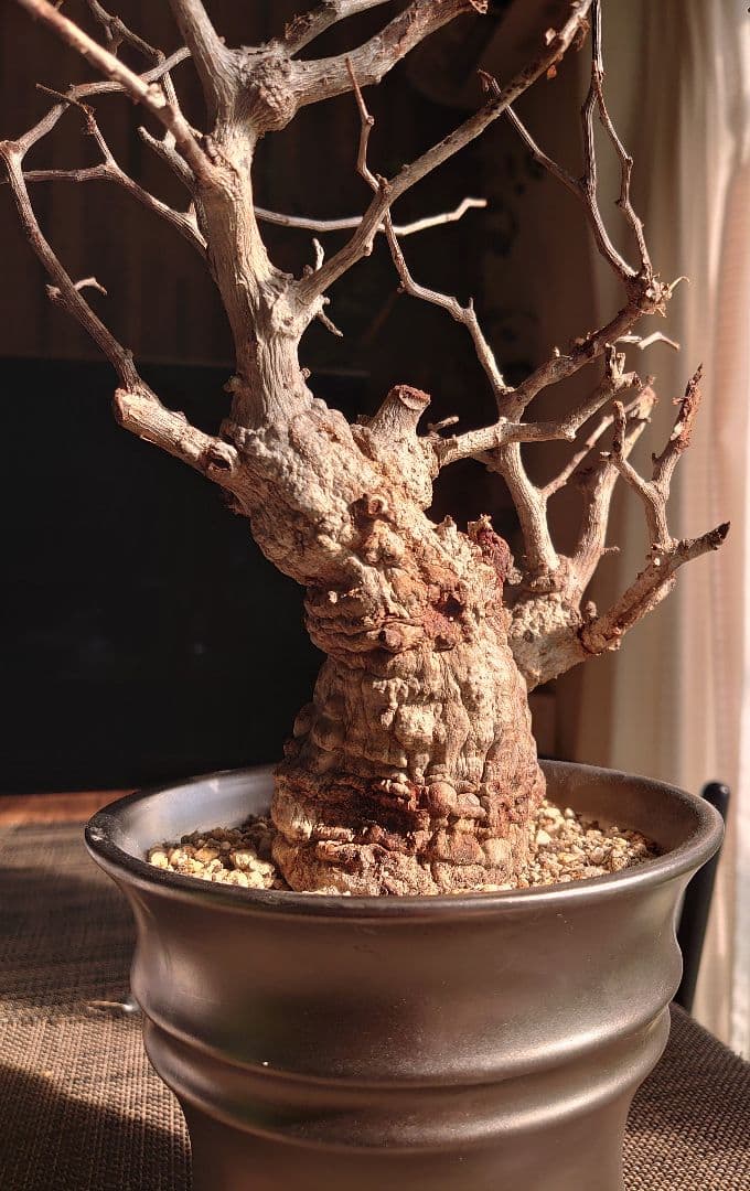 オペルクリカリア パキプス