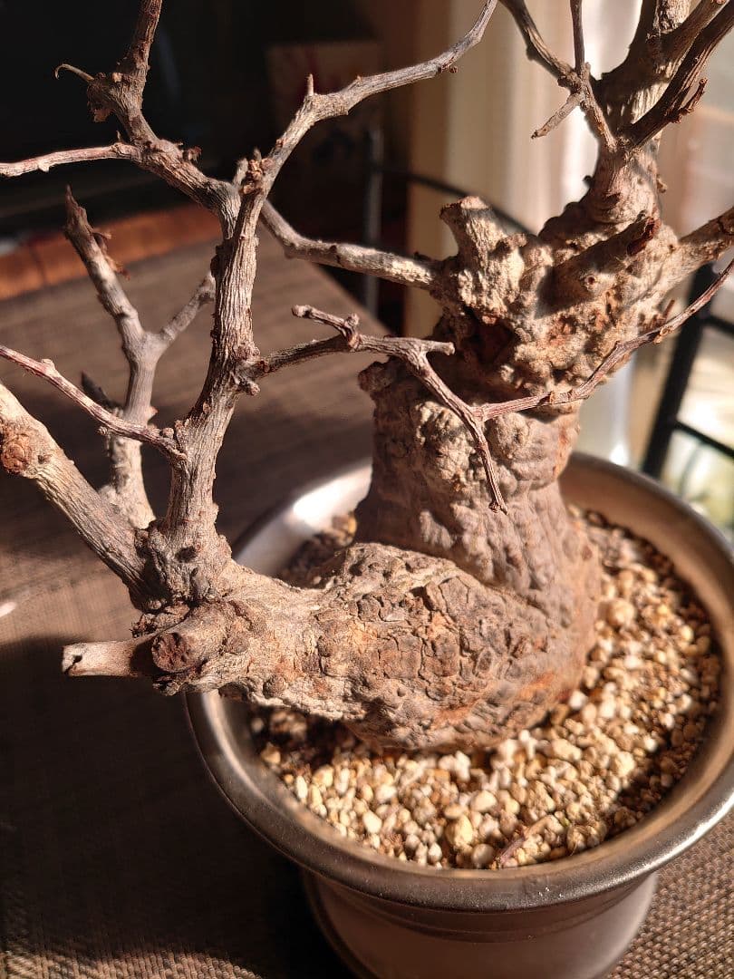 オペルクリカリア パキプス