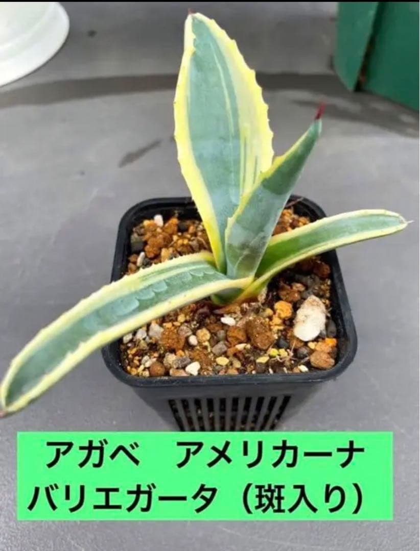 ⚠️大きめ＆根付き⚠️2023年 ドライガーデン特別SET‼️‼️