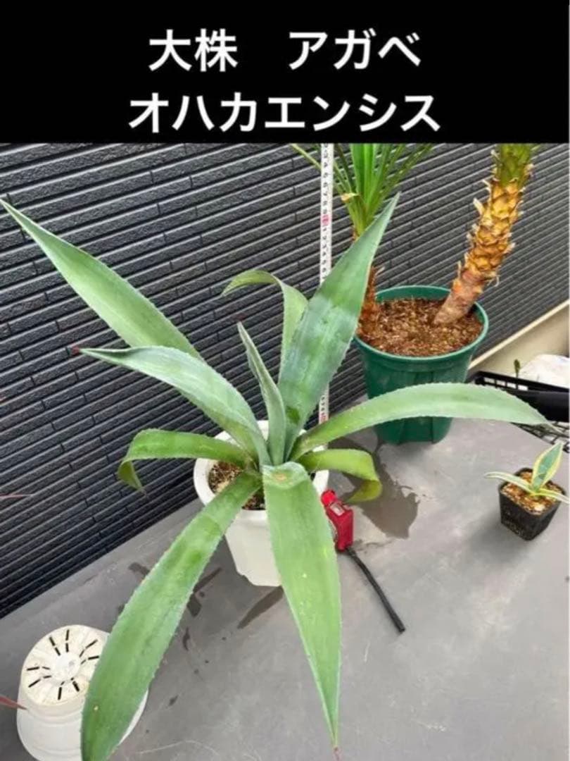 ⚠️大きめ＆根付き⚠️2023年 ドライガーデン特別SET‼️‼️