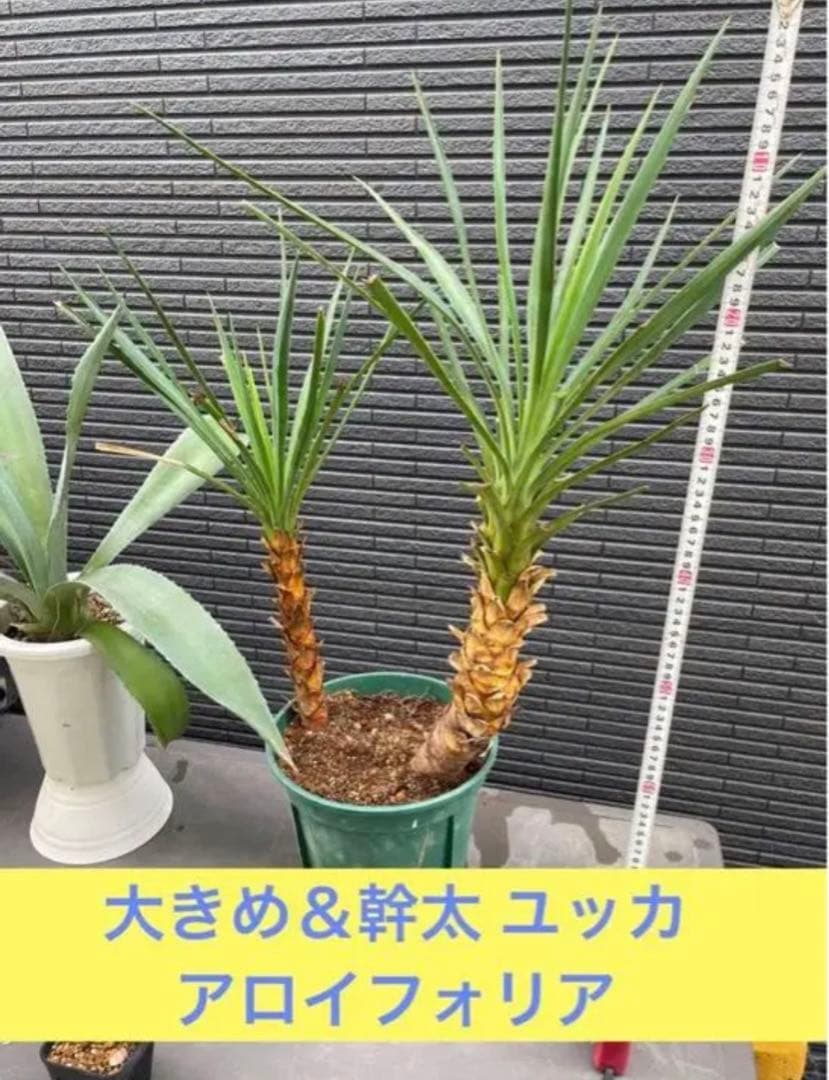 ⚠️大きめ＆根付き⚠️2023年 ドライガーデン特別SET‼️‼️