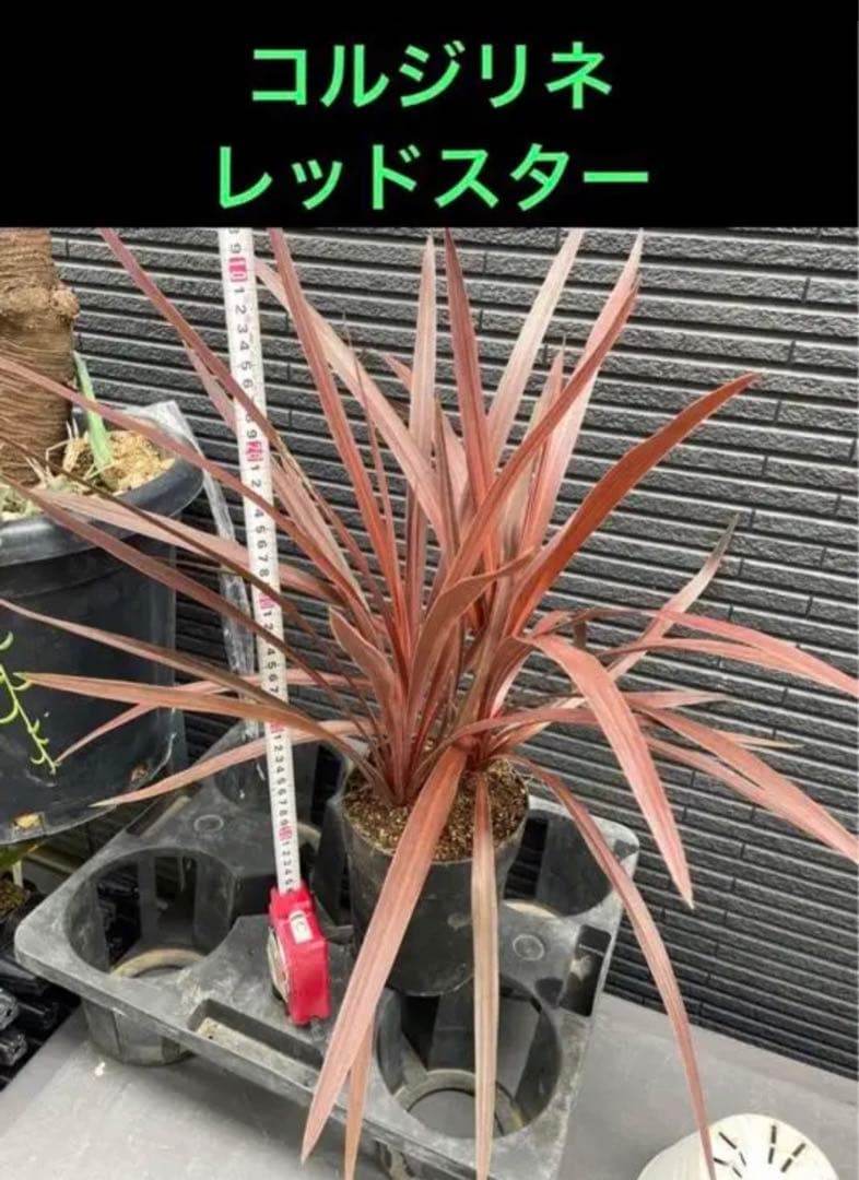 ⚠️大きめ＆根付き⚠️2023年 ドライガーデン特別SET‼️‼️