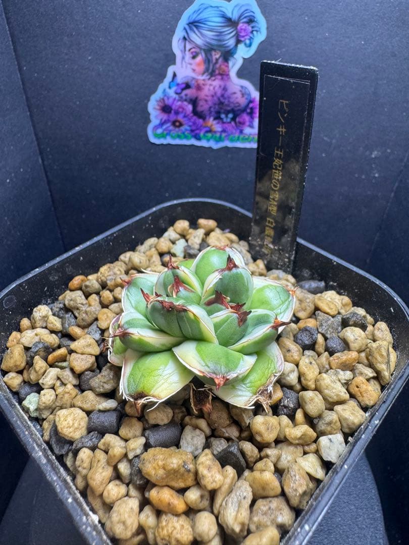 アガベ2頭株ピンキー王妃笹の雪A型　白覆輪