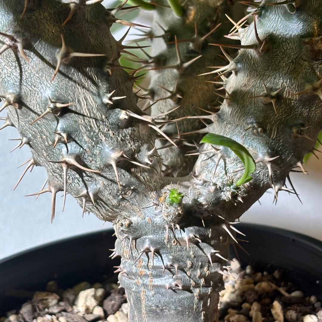 【トリプルヘッド】パキポディウム ラメリー レア 多頭