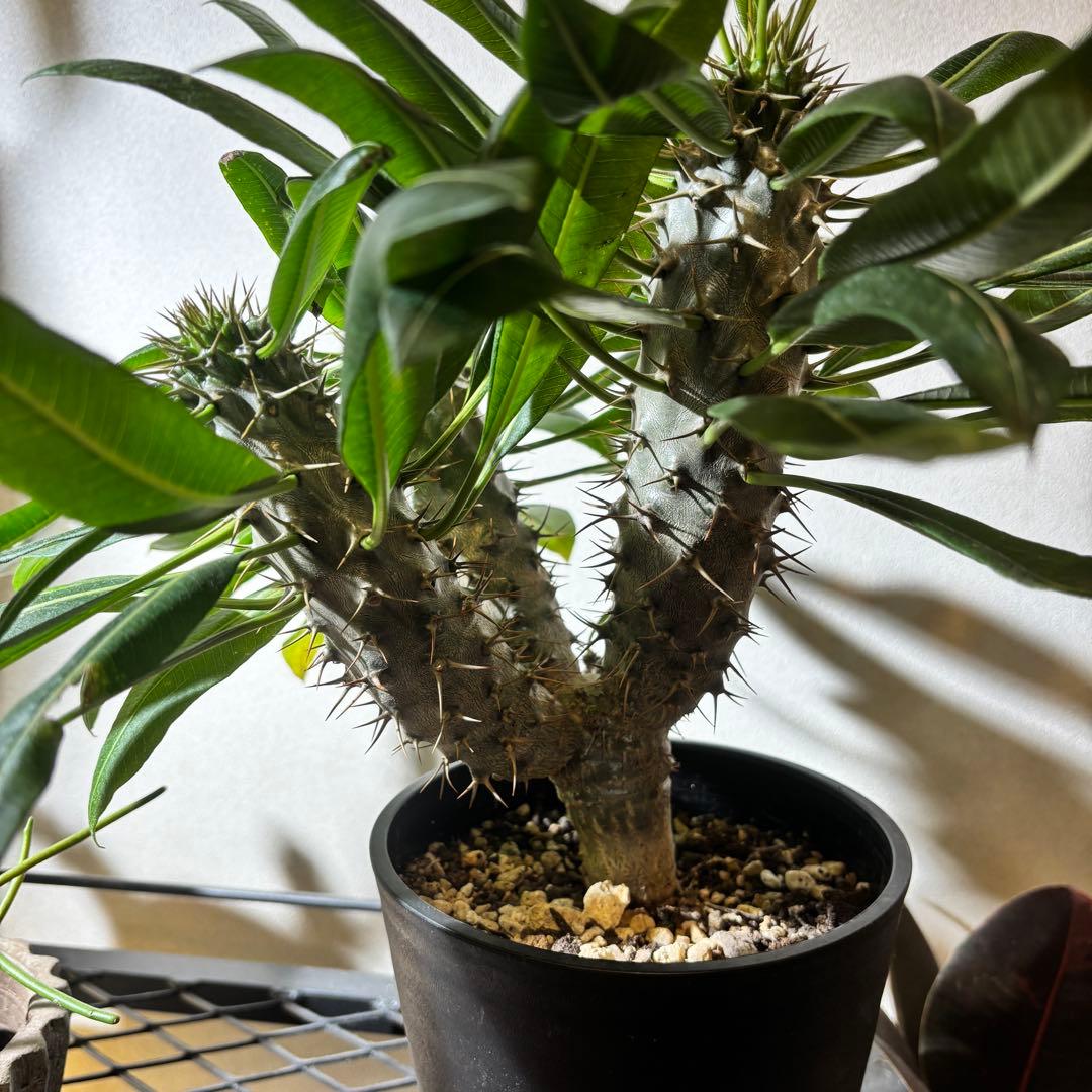 【トリプルヘッド】パキポディウム ラメリー レア 多頭