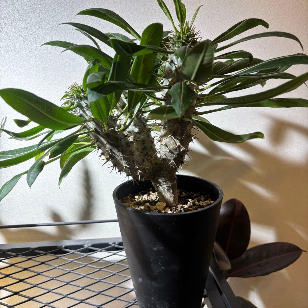 【トリプルヘッド】パキポディウム ラメリー レア 多頭