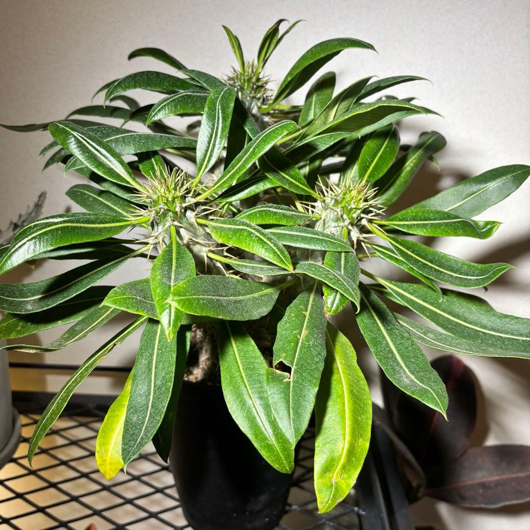 【トリプルヘッド】パキポディウム ラメリー レア 多頭